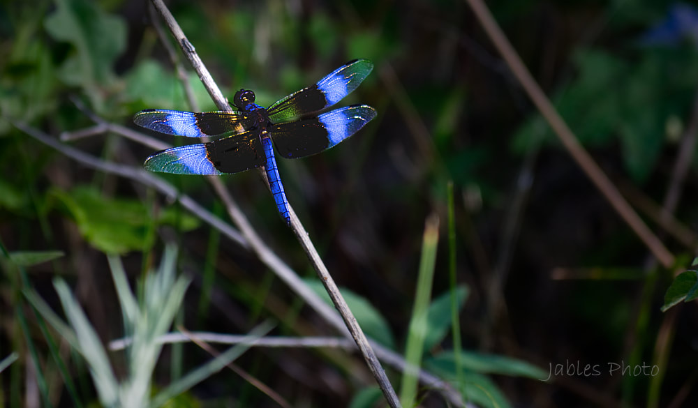 Picture of dragonfly in Weatherford, OK at Radar Park