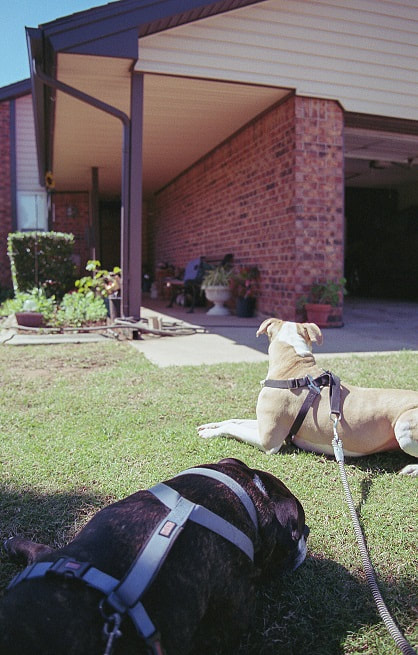 The pups at my grandparents house (Pentax SF1n, Pentax DFA 28-105mm, Kodak Ultramax 400)